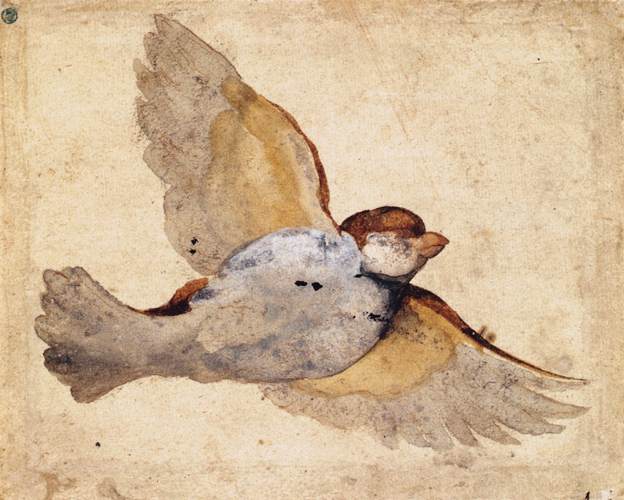 Study of a Flying Sparrow, c 1515-1520, by Giovanni da Udine