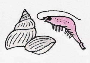 Drawing of seafood.
