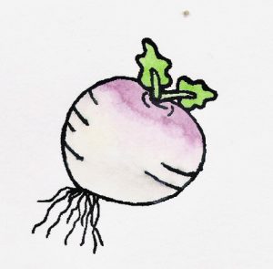 Drawing of a turnip.