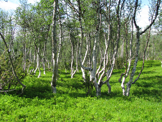 Mountain birch, Norway
