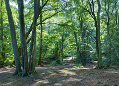 Epping Forest, Essex 